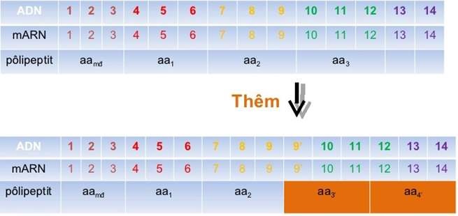 Đột biến gen là gì