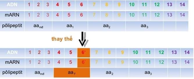 Đột biến gen là gì