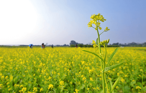 Văn mẫu lớp 3: Kể những điều em biết về nông thôn