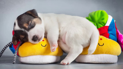 Đoạn văn về tranh ảnh vật nuôi