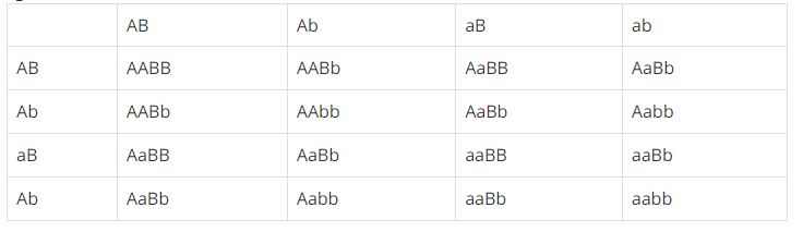 Cơ sở tế b&agrave;o học của định luật ph&acirc;n li độc lập