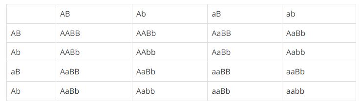 Biện luận v&agrave; viết sơ đồ lai từ P đến F2 của giống chuột c&ocirc;bay