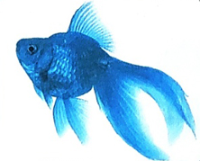 Tuần 19 Bài 2: Mùa nước nổi