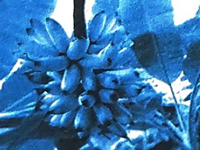 Bài 2: Con suối bản tôi