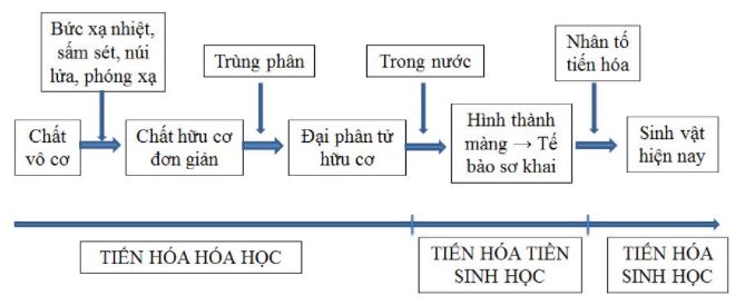 Hãy vẽ sơ đồ biểu diễn các giai đoạn phát sinh sự sống
