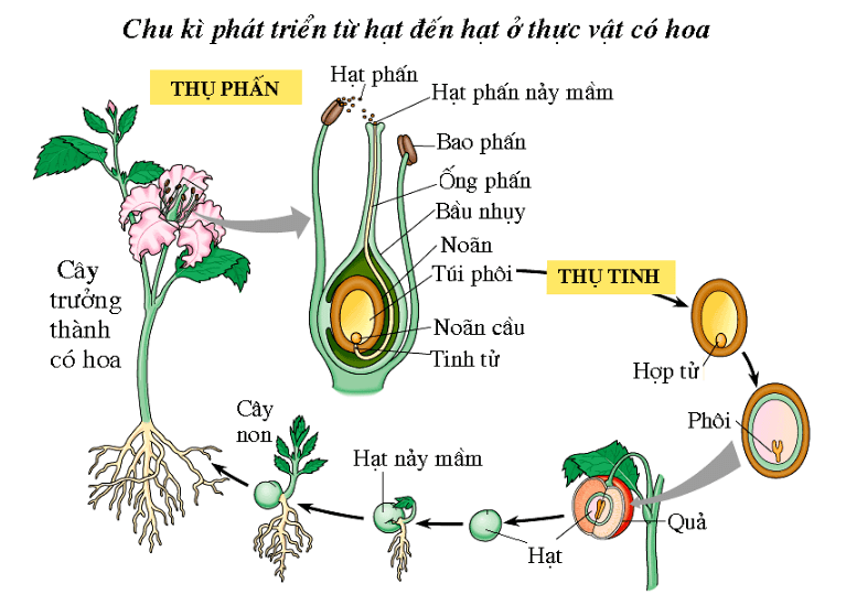 Hình thức sinh sản vô tính hay sinh sản hữu tính chiếm ưu thế hơn?
