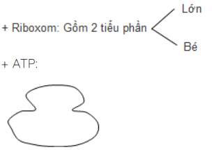 Dịch mã là quá trình tổng hợp nên