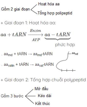 Dịch mã là quá trình tổng hợp nên