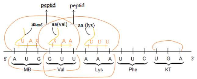 Dịch mã là quá trình tổng hợp nên
