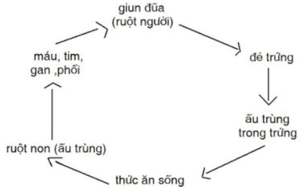 vòng đời của giun đũa