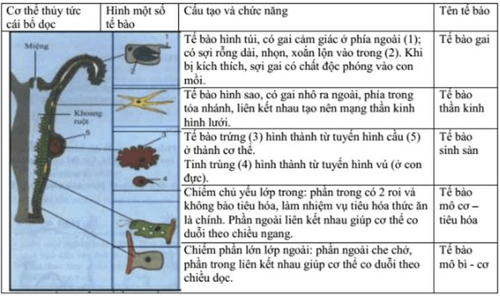 Cấu tạo và chức năng của thủy tức