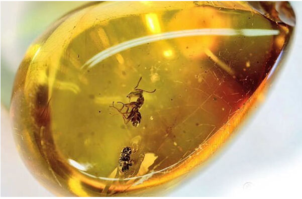 Hóa thạch có ý nghĩa gì?