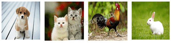 Bài 31C: Em thích con vật nào?