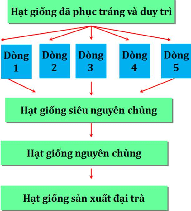 sơ đồ quy trình sản xuất giống cây