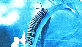 Bài 16: Tạm biệt cánh cam