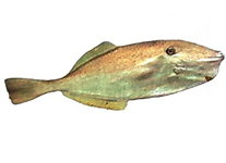 Bài 1: Khu rừng kì lạ dưới đáy biển