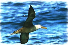 Bài 3: Nữ hoàng của đảo