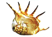 Bài 3: Nữ hoàng của đảo