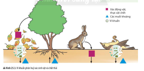 Giải KHTN lớp 6 bài 25 Hình 25.3