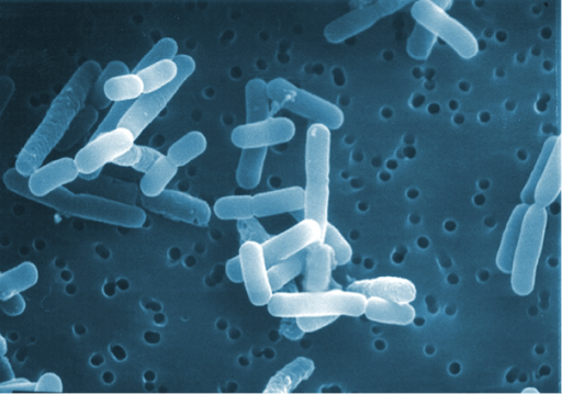 Bài 26: Thực hành quan sát vi khuẩn. Tìm hiểu các bước làm sữa chua