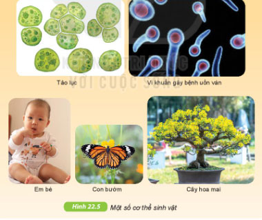 Giải KHTN lớp 6 bài 22 Hình 22.5