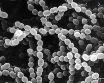 Giải KHTN lớp 6 bài 28