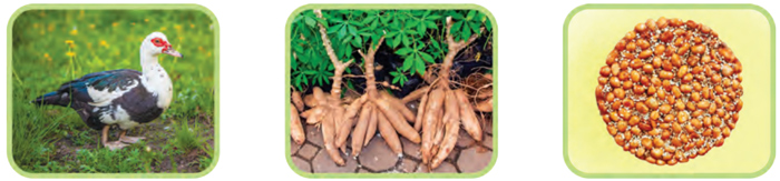 Bài 3: Bàn tay cô giáo