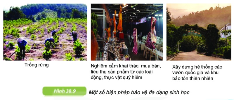 Đa dạng sinh học lớp 6