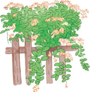 Bài 4: Lần đầu ra biển - Luyện tập