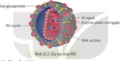 Giải Sinh 10 Bài 25