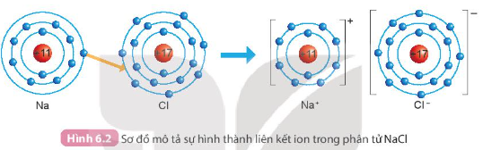 Hình 6.2 SGK KHTN 7 KNTT