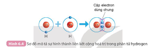 Hình 6.4 SGK KHTN 7 KNTT