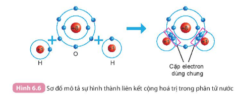 Hình 6.6 SGK KHTN 7 KNTT