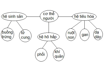 Bài 13 Từ tế bào đến cơ thể