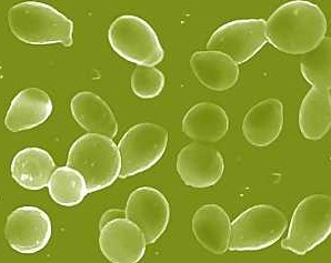 Từ tế bào đến cơ thể