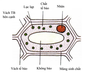 Cấu tạo của tế bào