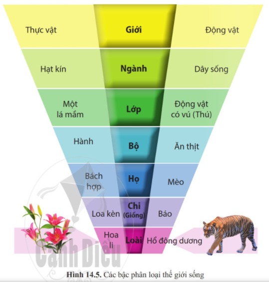 Phân loại thế giới sống