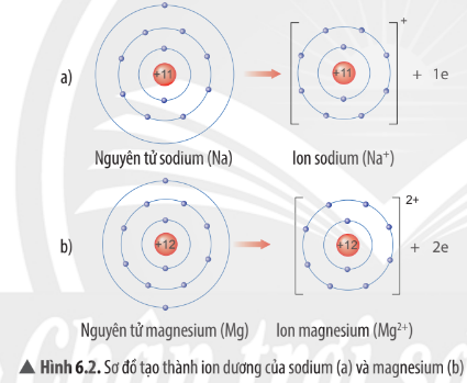 Hình 6.2 SGK KHTN 7 Chân trời sáng tạo