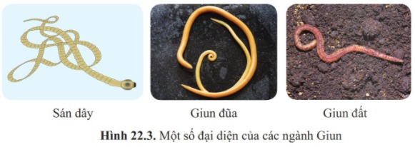 Bài 22 Đa dạng động vật không xương sống