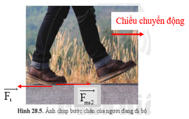 Phác thảo hình vẽ