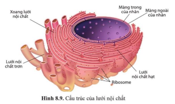Sinh 10 CD Bài 8