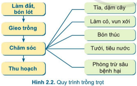 Quan sát hình 2.2 và cho biết quy trình trồng trọt gồm những bước nào?