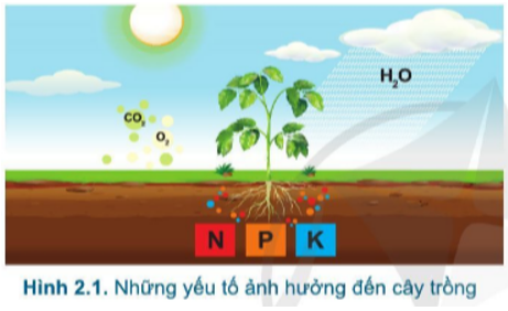 Quan sát hình 2.1 và cho biết: Những yếu tố nào ảnh hưởng đến cây trồng?
