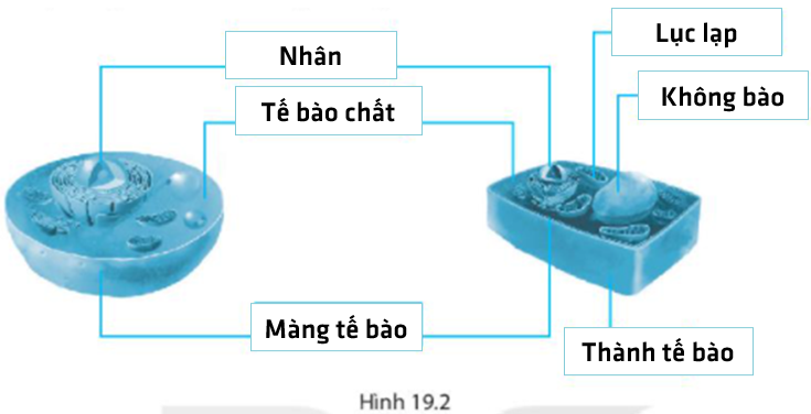 Bài 19 Cấu tạo và chức năng các thành phần của tế bào
