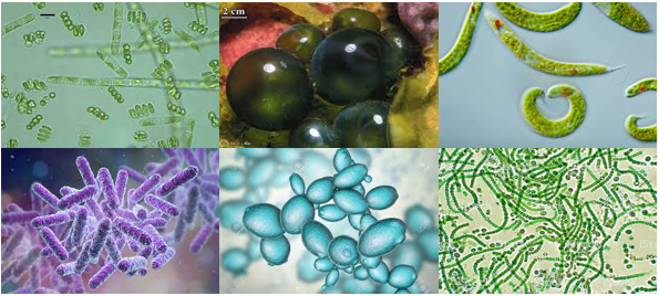 Bài 22 Cơ thể sinh vật