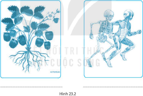 Tổ chức cơ thể đa bào