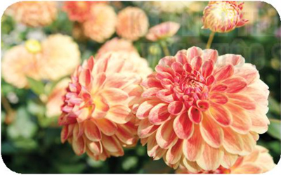 Bài 7: Mặt trời xanh của tôi - Viết