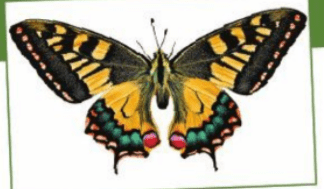 Khám phá - trang 19 SGK Mĩ thuật lớp 6 Cánh Diều