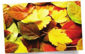 Khám phá - trang 24 SGK Mĩ thuật lớp 6 Cánh Diều