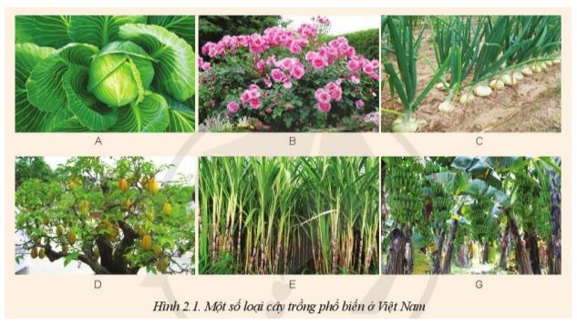 Giải Công nghệ 10 Bài 2